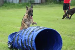 Hund agility